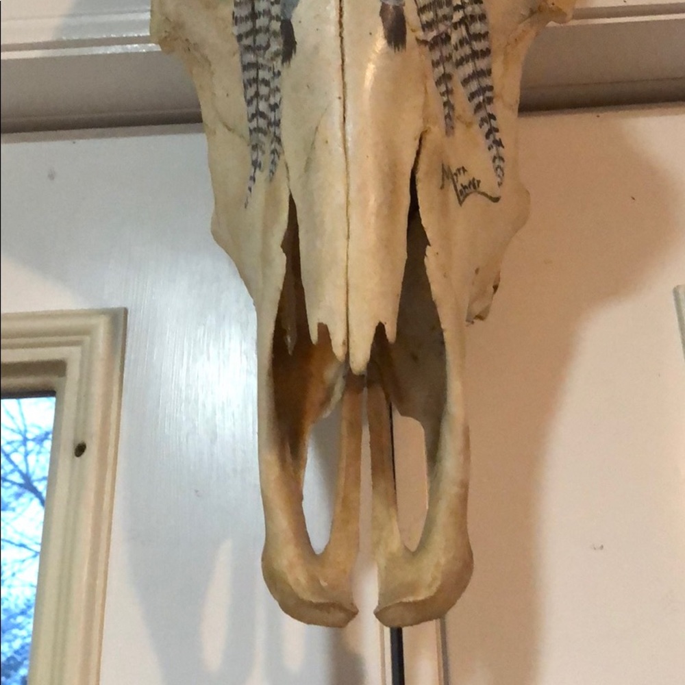 Texas Long Horn - Picture 3 of 3